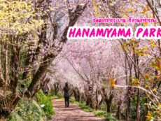 ชมดอกซากุระบาน ที่สวนสาธารณะ Hanamiyama Park