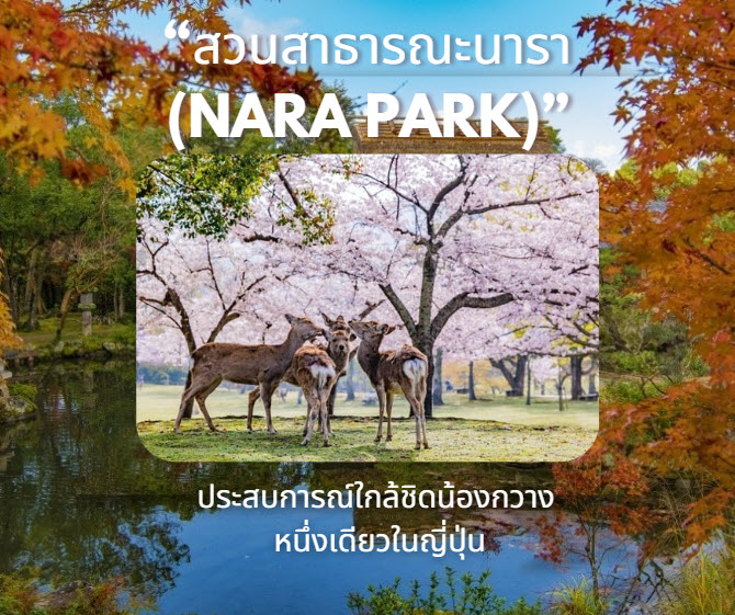 “สวนสาธารณะนารา (Nara Park)” ประสบการณ์ใกล้ชิดน้องกวางแบบสัมผัสได้ หนึ่งเดียวในญี่ปุ่น