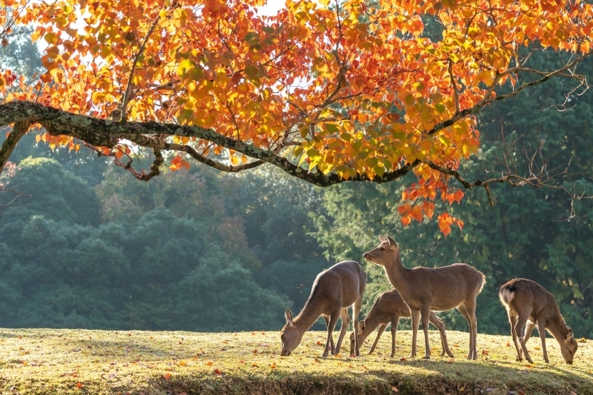 “สวนสาธารณะนารา (Nara Park)” ประสบการณ์ใกล้ชิดน้องกวางแบบสัมผัสได้ ...