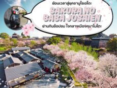 ย้อนเวลาสู่ยุคซามูไรเอโดะ “Sakura no Baba Josaien” ย่านกินช็อปชม ใจกลางเมืองคุมาโมโตะ