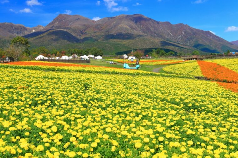 Kuju Flower Park เพลิดเพลินกับการชมสวนดอกไม้สุดสีสันอลังการณ์ ที่ต้องไปให้ได้