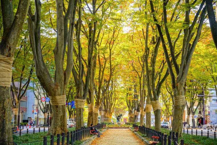 ชมใบไม้เปลี่ยนสีที่เซนได (Sendai) เมืองแห่งต้นไม้แห่งโทโฮคุ สัมผัสความงามเหนือระดับ !!!!