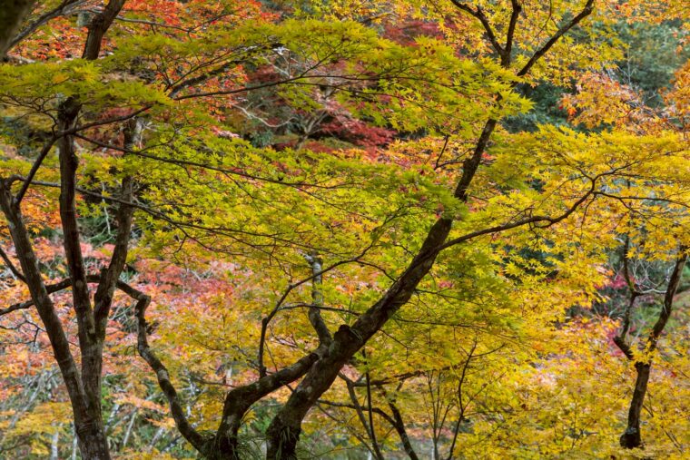 คู่มือเที่ยวคิวชูชมใบไม้เปลี่ยนสีปี 2025 พร้อมเคล็ดลับการเดินทาง ถ่ายภาพ และที่พักแนะนำ