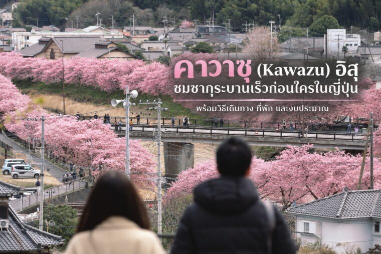 คาวาซุ (Kawazu) อิสุ ชมซากุระบานเร็วก่อนใครในญี่ปุ่น พร้อมวิธีเดินทาง ที่พัก และงบประมาณที่ใช้